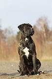 CANE CORSO 818